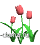flowers6[1].gif