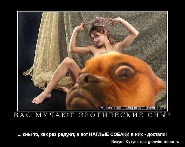 наглая собака.jpg