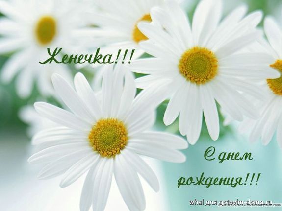content_ромашки.jpg