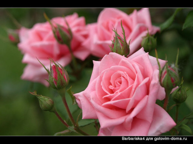 flower_00603.jpg