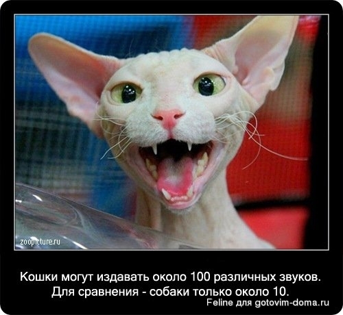 fakti_o_koshkah040.jpg