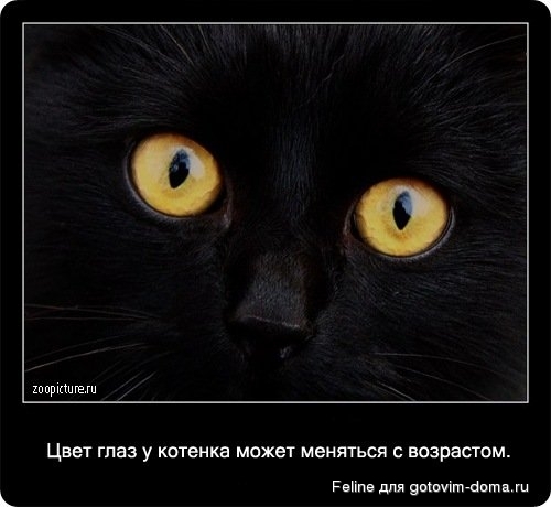 fakti_o_koshkah008.jpg