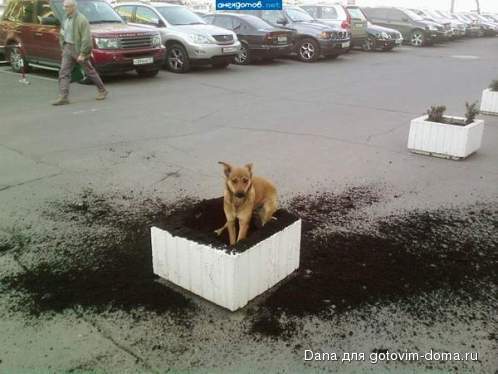 Hund 2.jpg