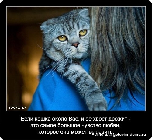 fakti_o_koshkah027.jpg