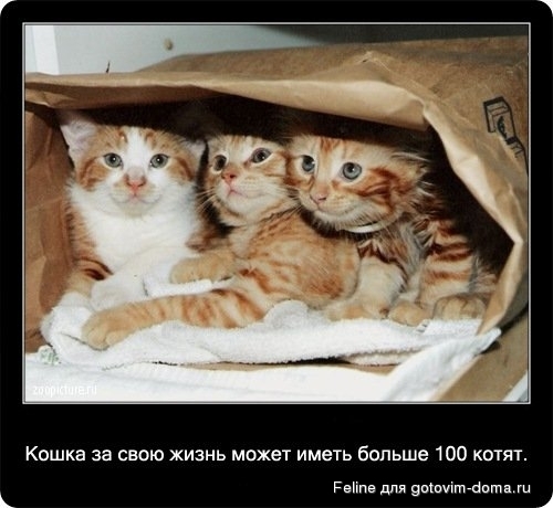 fakti_o_koshkah016.jpg
