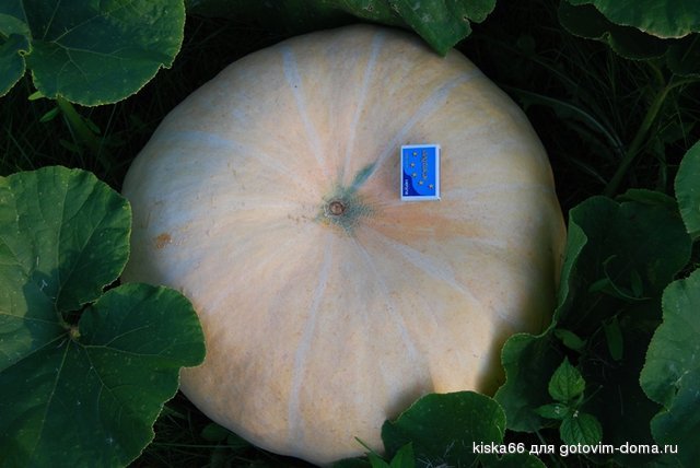 DSC_arbuzas-vert.jpg
