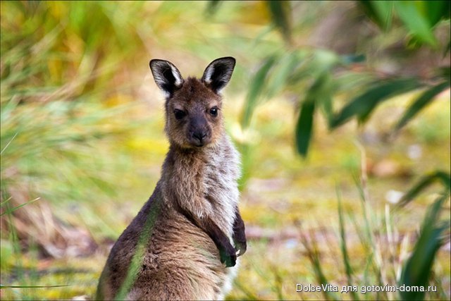 kangaroo island kangoory.jpg