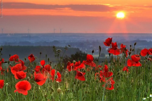 024_zveri[1].jpg