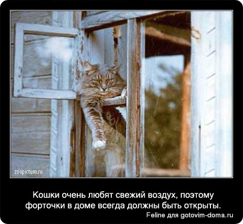fakti_o_koshkah071.jpg