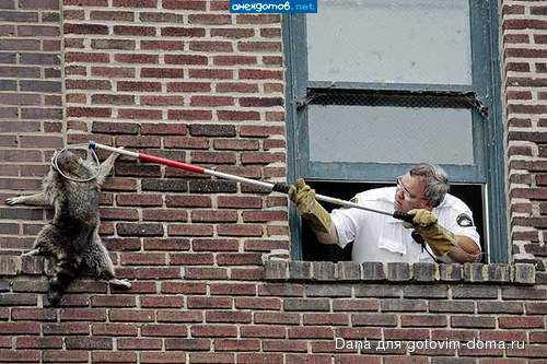 Katzen2.jpg