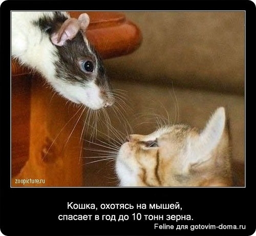 fakti_o_koshkah026.jpg
