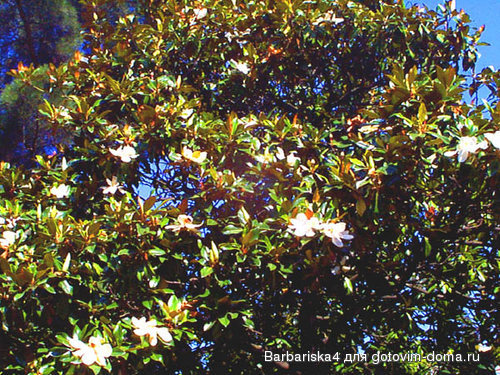 magnolia.jpg