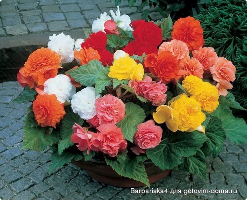 75708872_74066dcdd6ce42d383fcb5db61b74dfb_Begoniya_supermahrovaya_smes.jpg