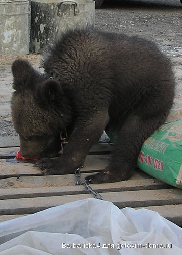 косол..jpg