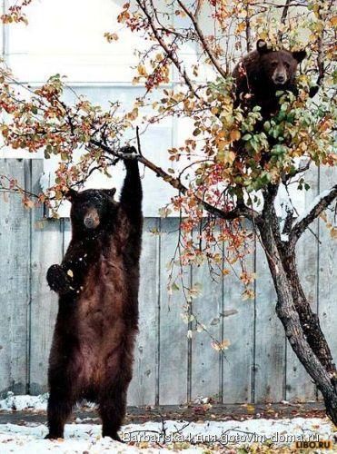 не свались-медведи.jpg