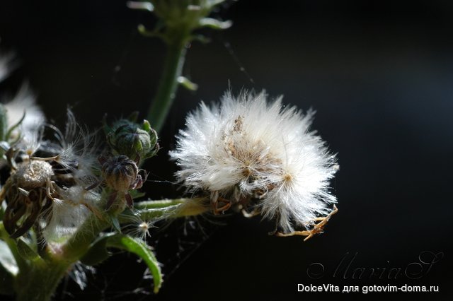 DSC_0068.jpg