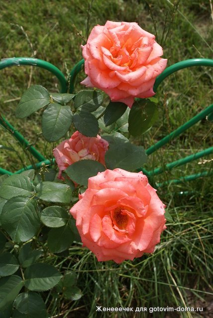 DSC04306.JPG