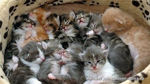 1236764015_cat_28.jpg