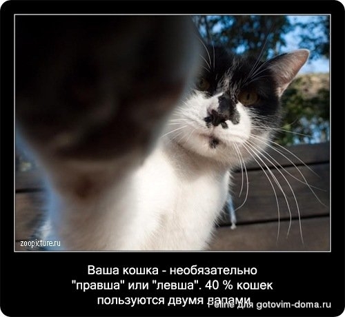fakti_o_koshkah051.jpg