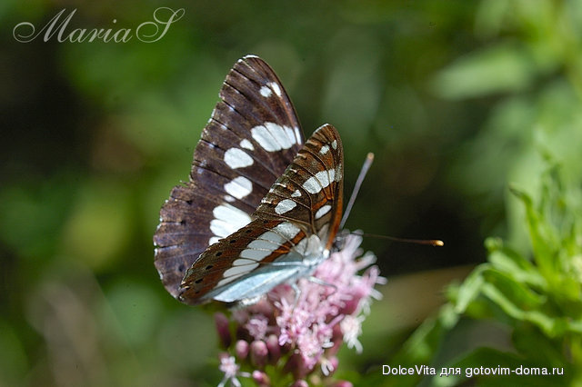 DSC_0287c.jpg