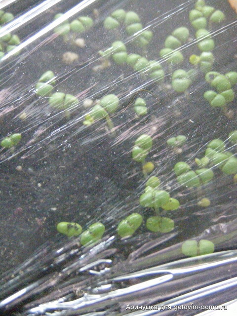 P2010020.jpg