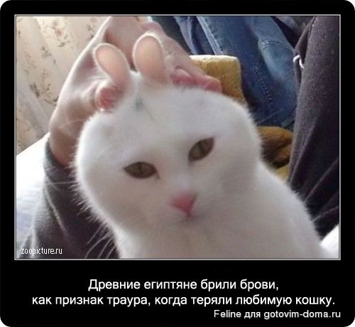 fakti_o_koshkah068.jpg