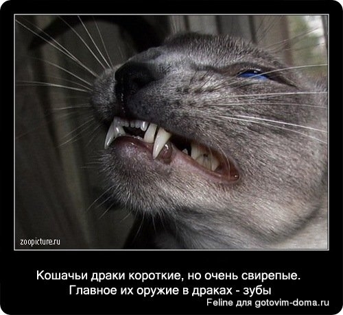 fakti_o_koshkah086.jpg