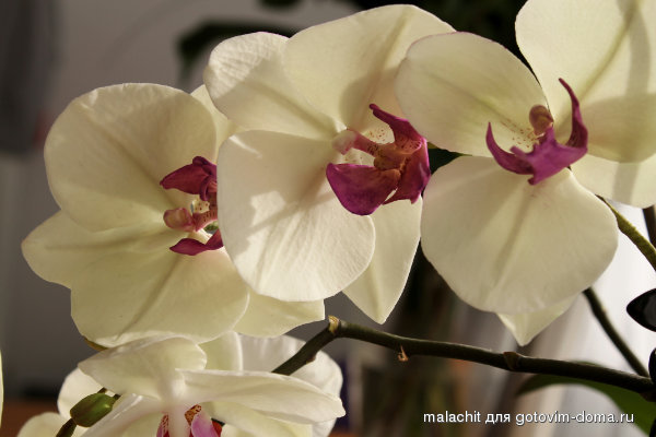 falenopsis.jpg
