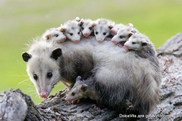 kangaroo island opossum.jpg