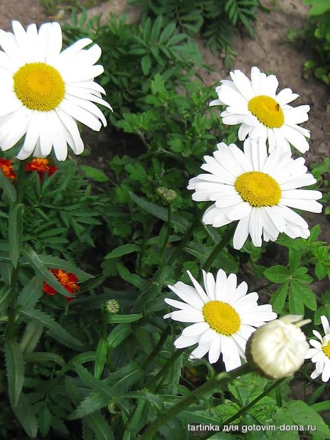 085.jpg