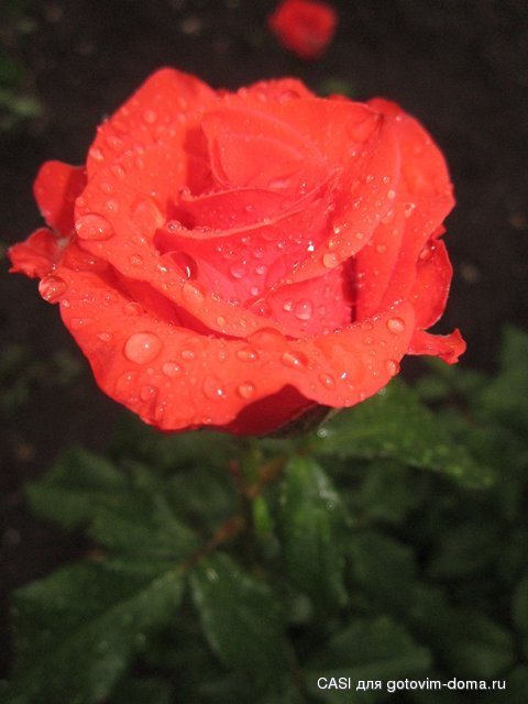 IMG_7691.JPG