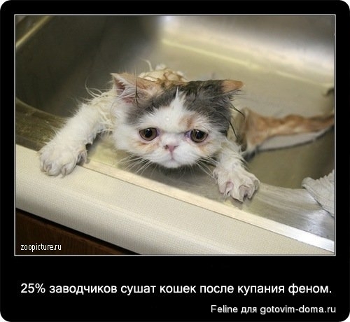 fakti_o_koshkah025.jpg