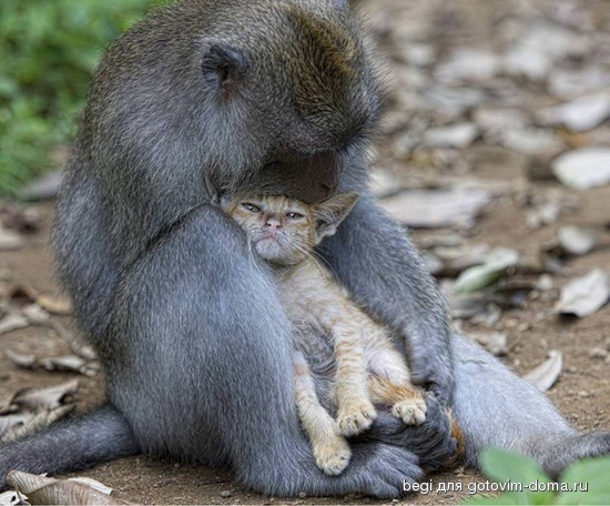 ss-100826-monkey-kitten-01_ss_full[1].jpg