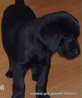 hund.jpg