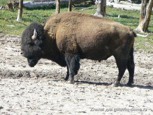 yellowstone 095.JPG