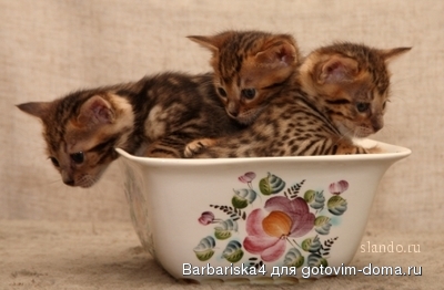 .котята.jpg