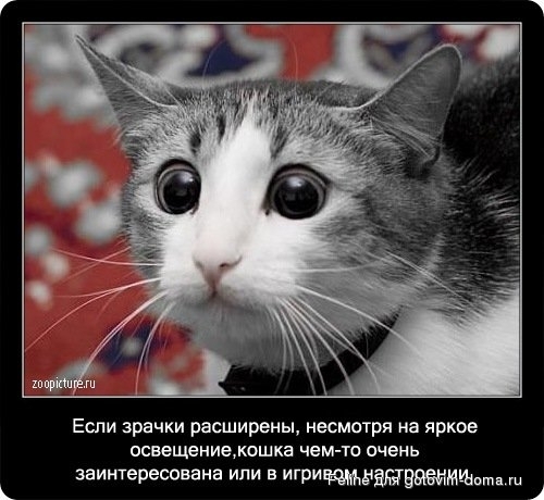 fakti_o_koshkah082.jpg