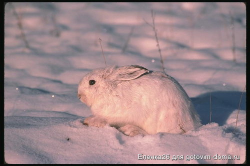 foto_hare_rabbit_24[1].jpg