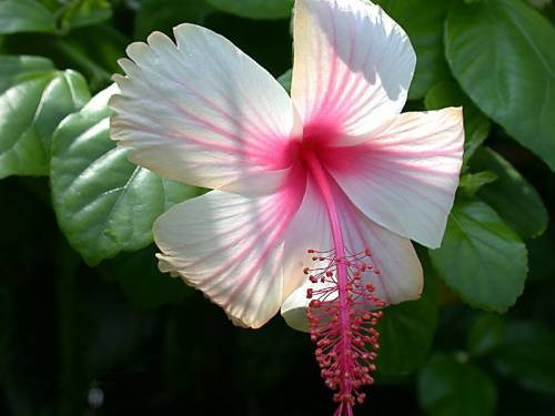 efbd512fb364ebb92734c65f2afebe52_full.jpg