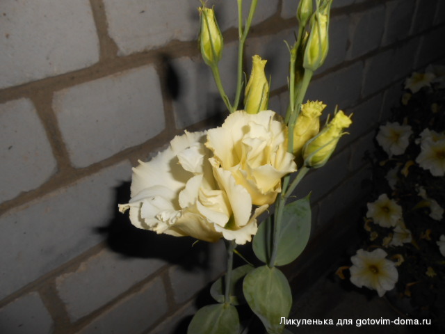 DSCN1195.JPG