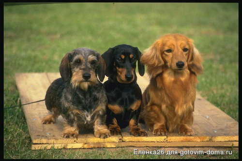 foto_dogs_17[1].jpg