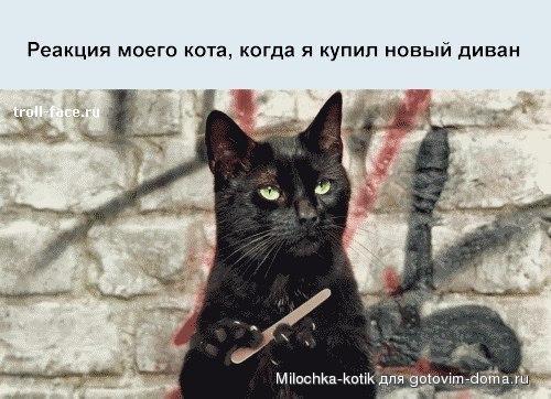 кот.jpg