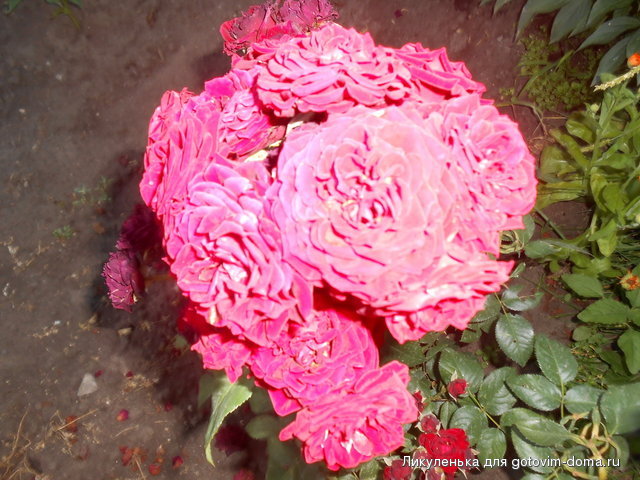 DSCN1483.JPG