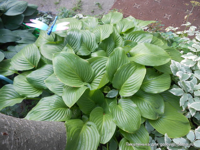 DSCN1595.JPG