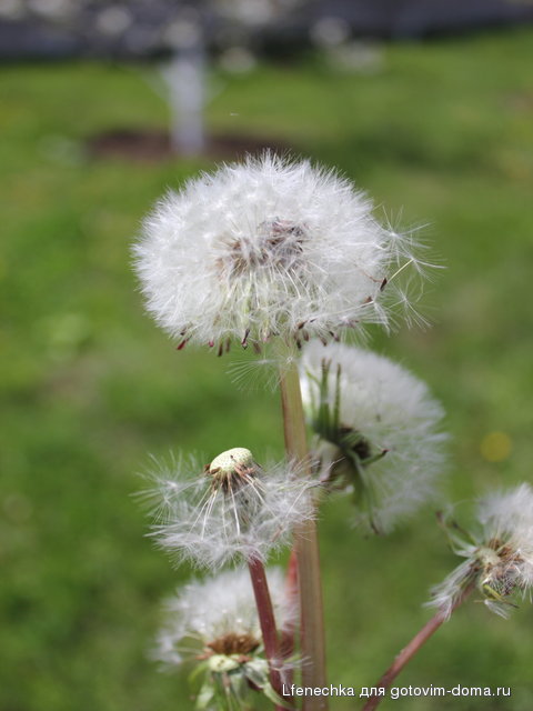 DPP_00132.JPG