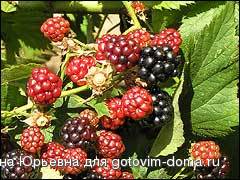 ejevi001.jpg