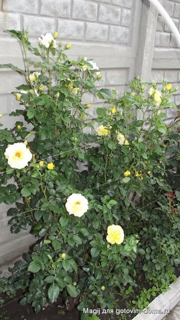 DSCF0076.JPG