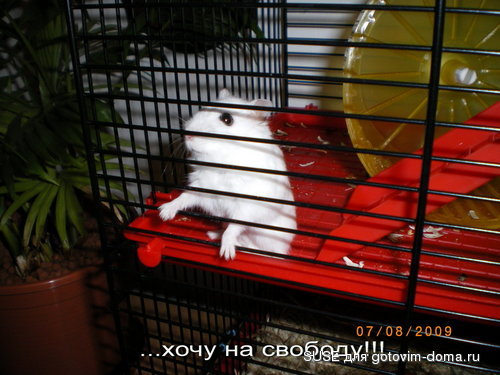 IMGP2611.jpg