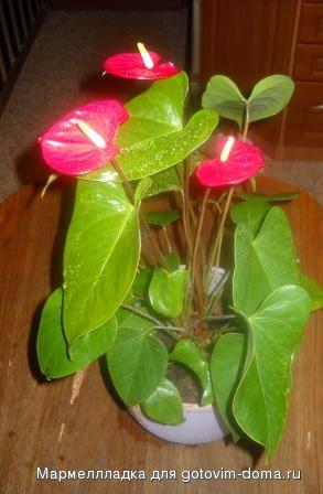 DSCN0172.jpg