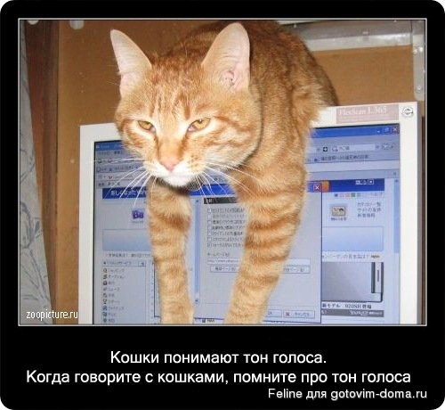 fakti_o_koshkah039.jpg